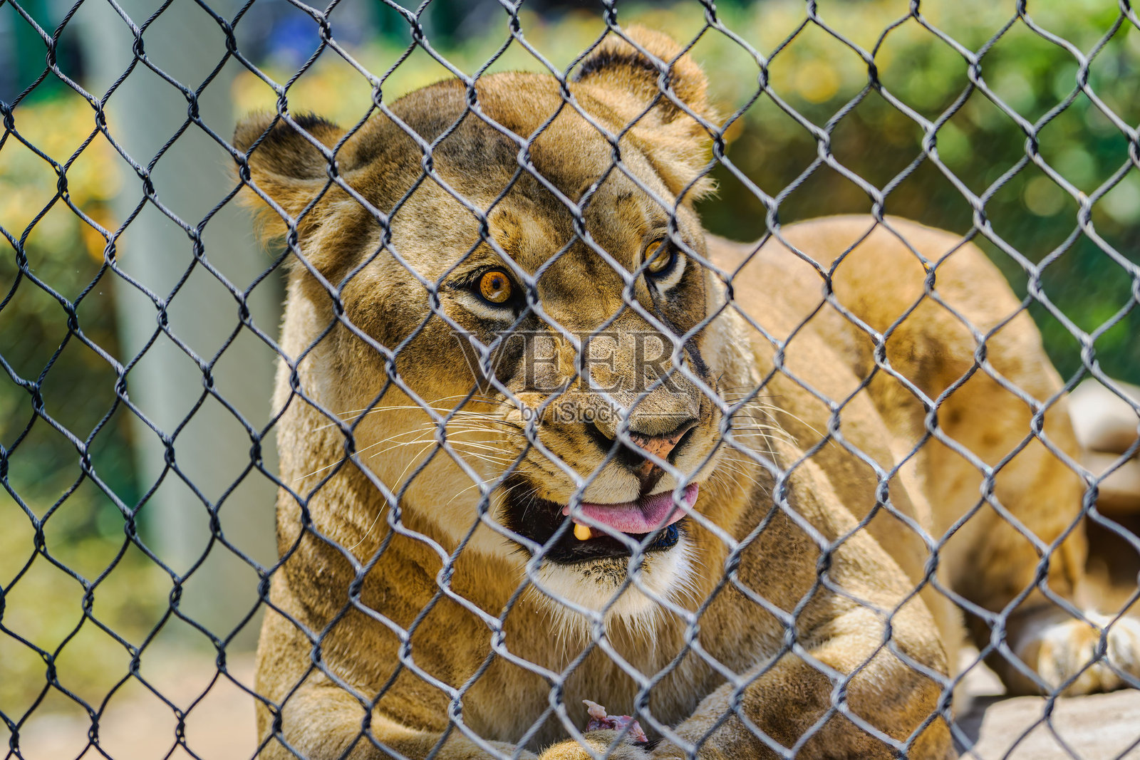 大型母狮在链条围栏后面咆哮，明亮的黄色眼睛。照片摄影图片