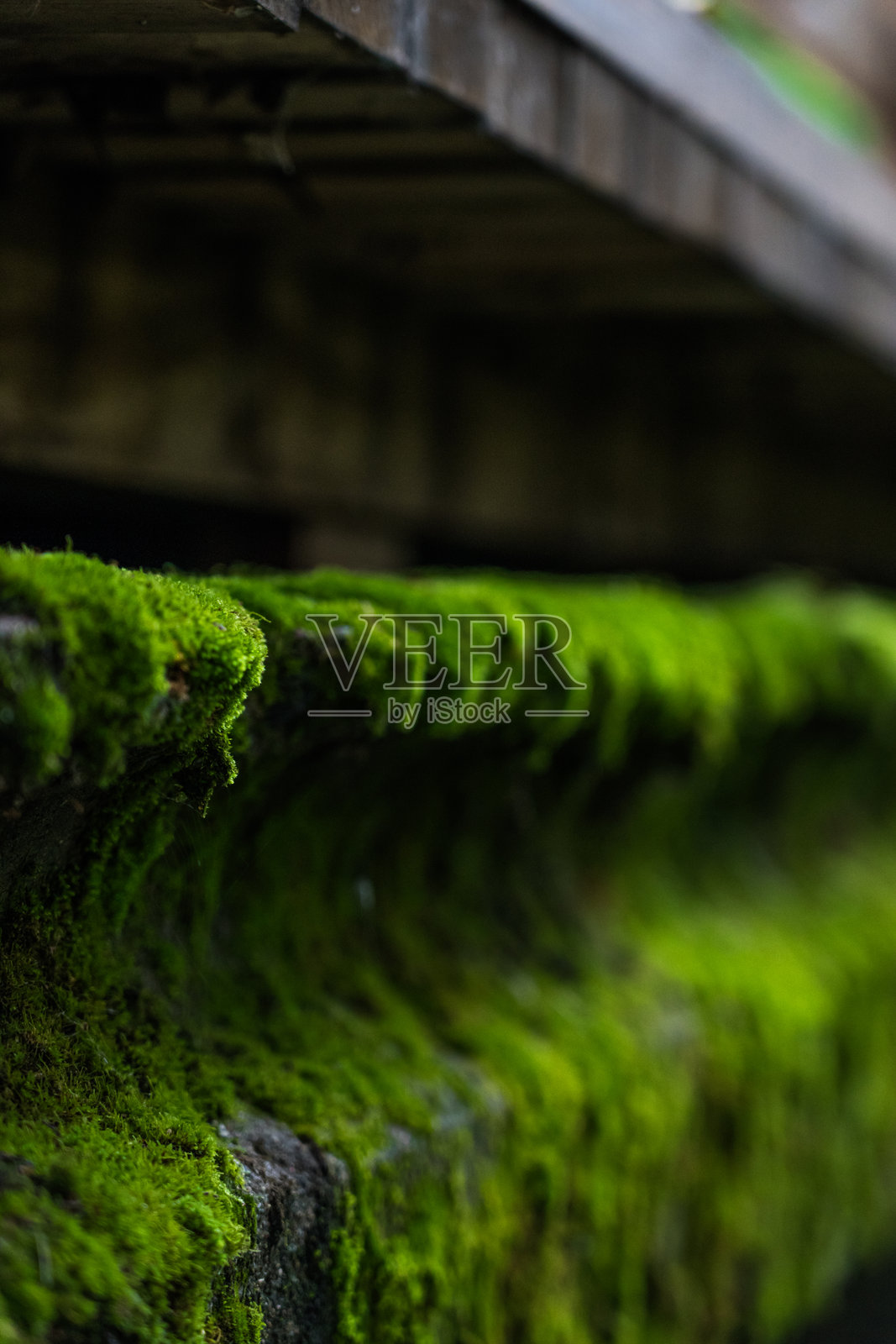 河上的混凝土桥被厚厚的绿色苔藓覆盖。苔藓照片摄影图片