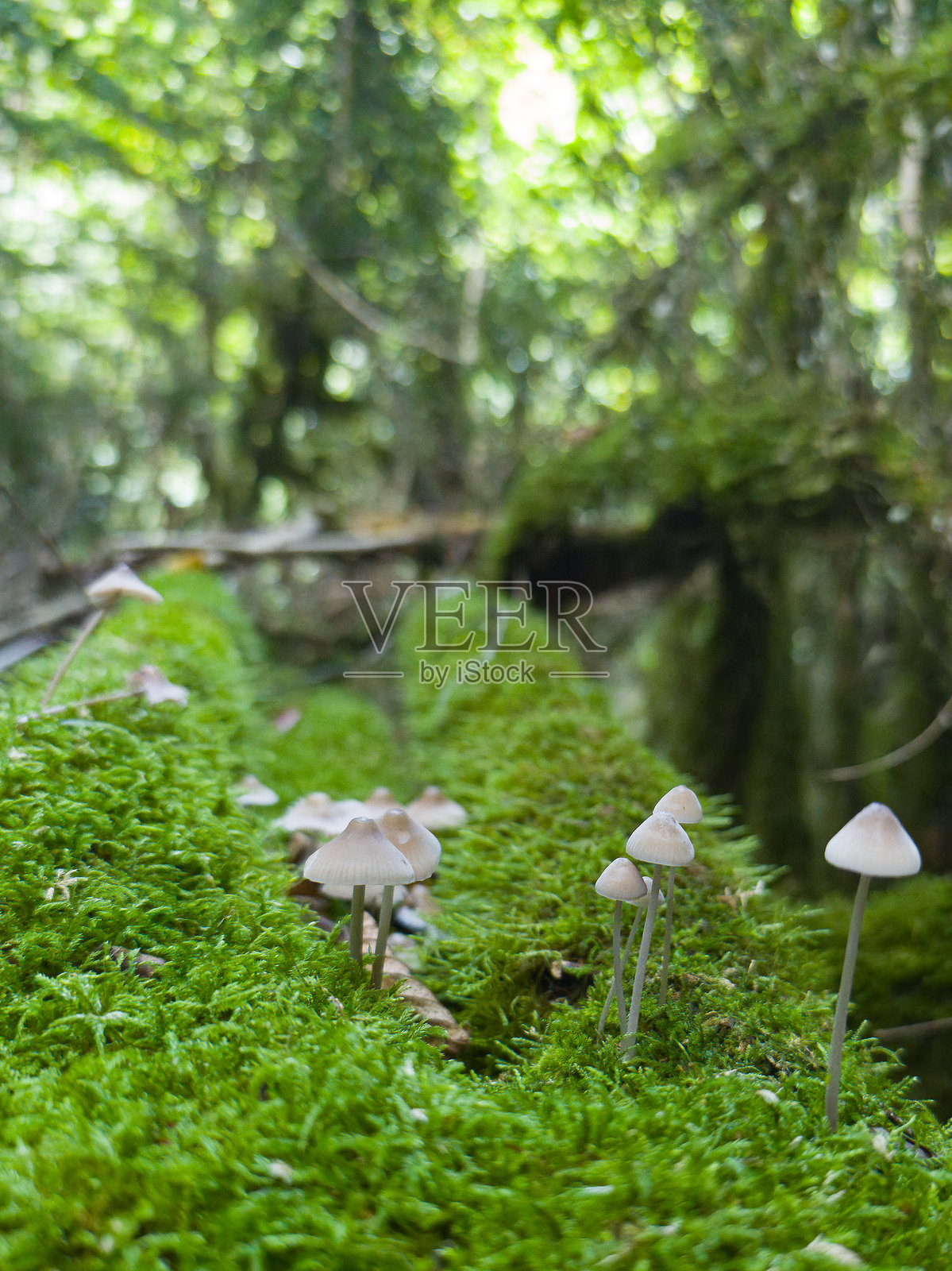 一组小蘑菇的特写照片，生长在覆盖着绿色苔藓的大树干上，背景是西班牙纳瓦拉州一片恶劣的森林。自然背景。照片摄影图片