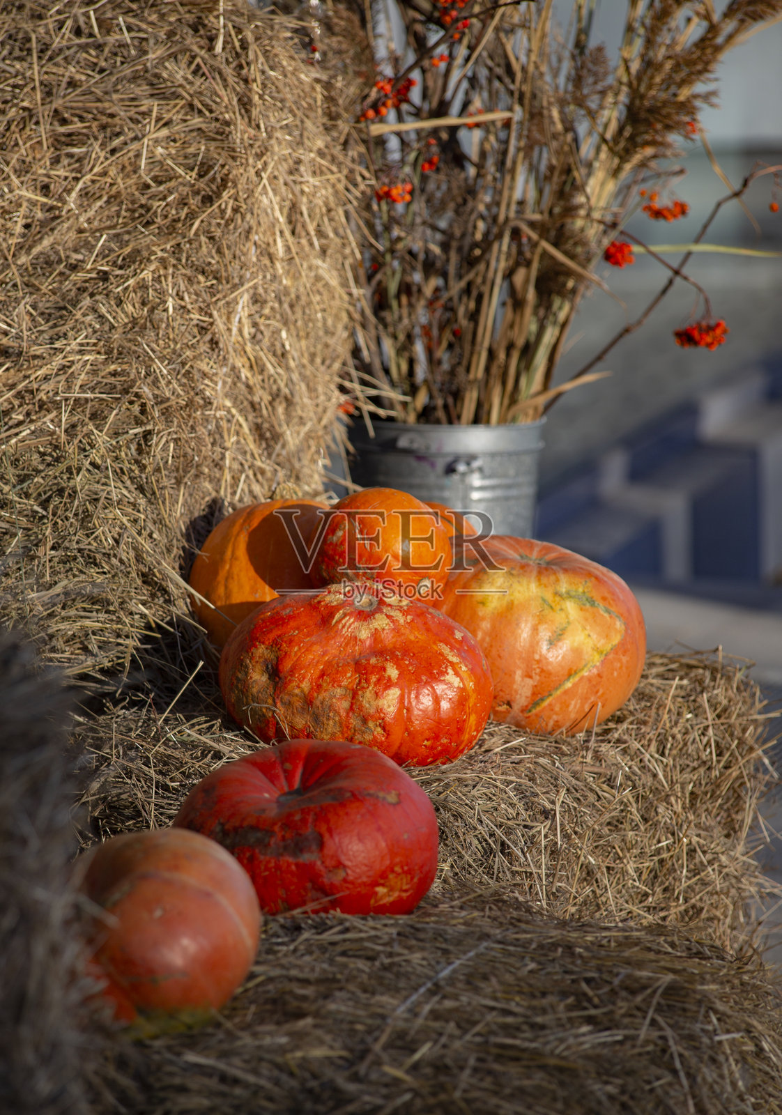 秋季静物画，南瓜特写。橙色南瓜近景。照片摄影图片