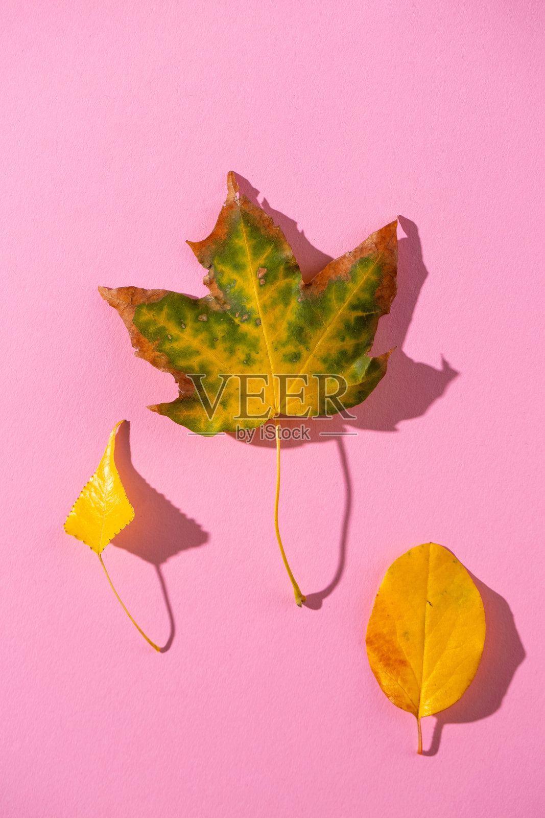 粉色背景上的各种泛黄的叶子照片摄影图片