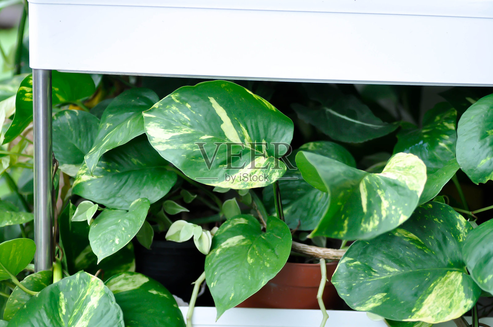 魔鬼常春藤，黄金葛或绿萝照片摄影图片