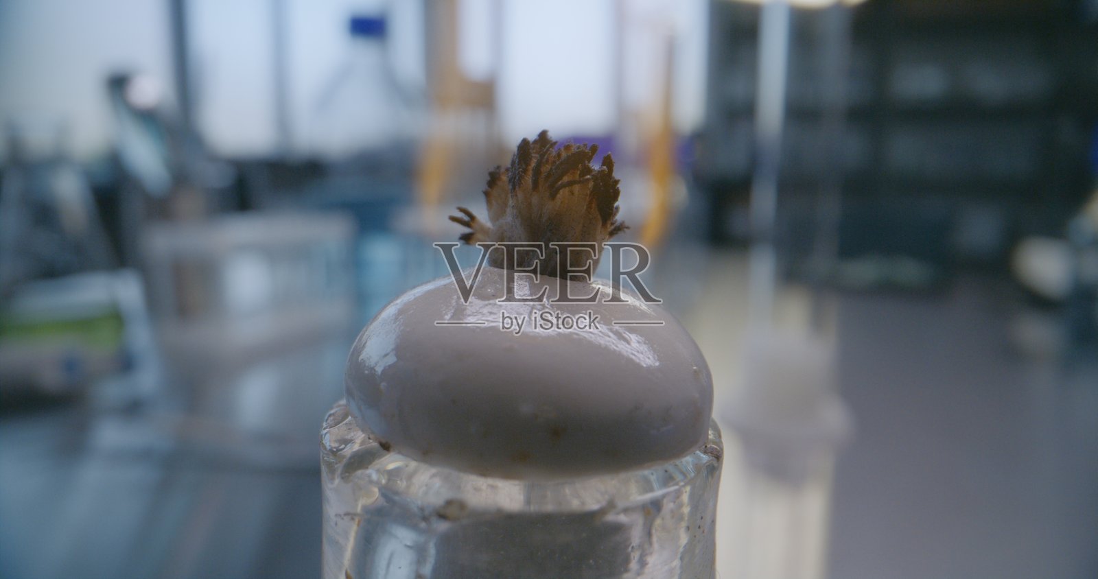 专业化学家在医学科学实验室中点燃带灯芯的玻璃酒精灯照片摄影图片