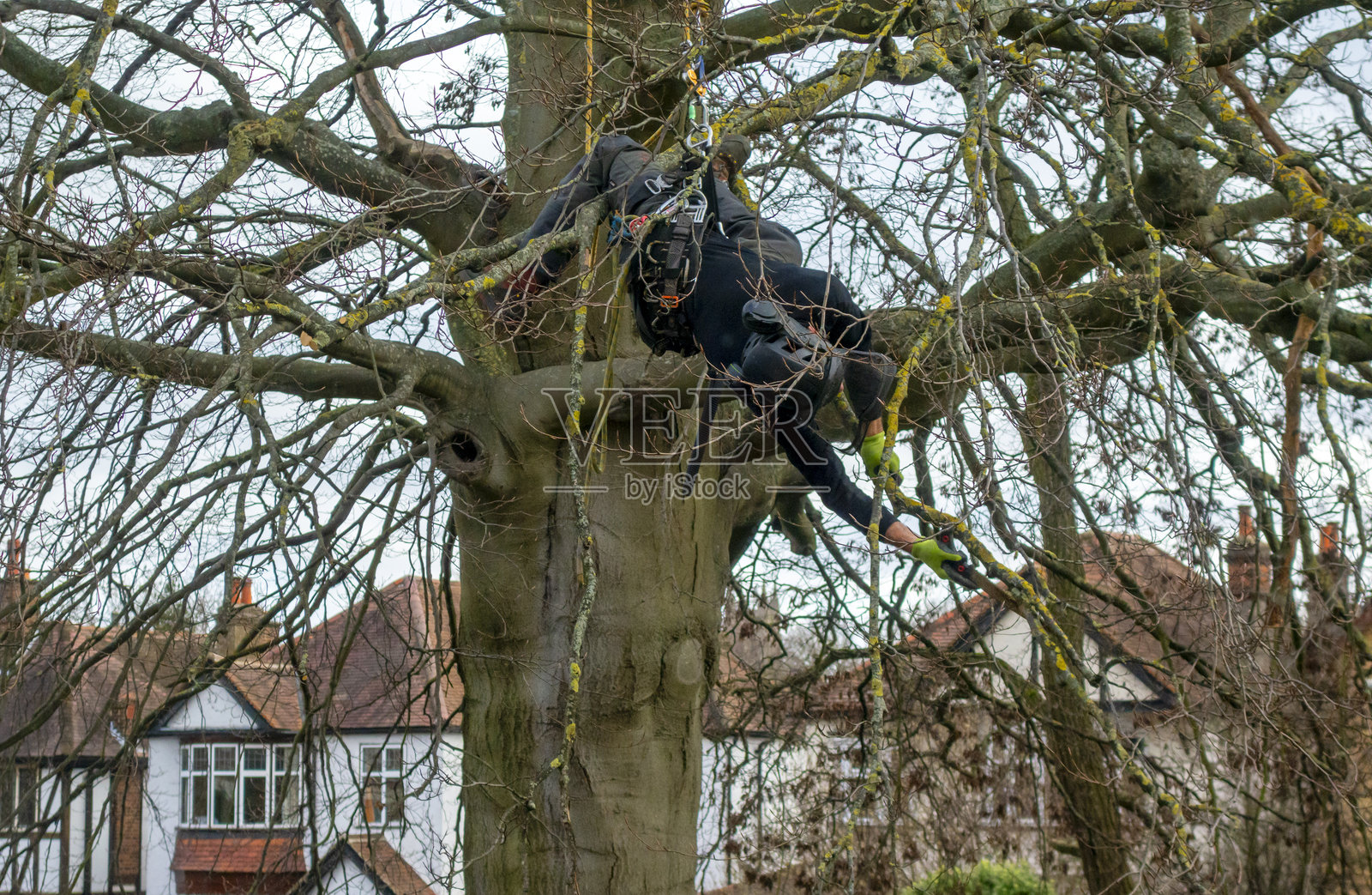 树木护理体操照片摄影图片