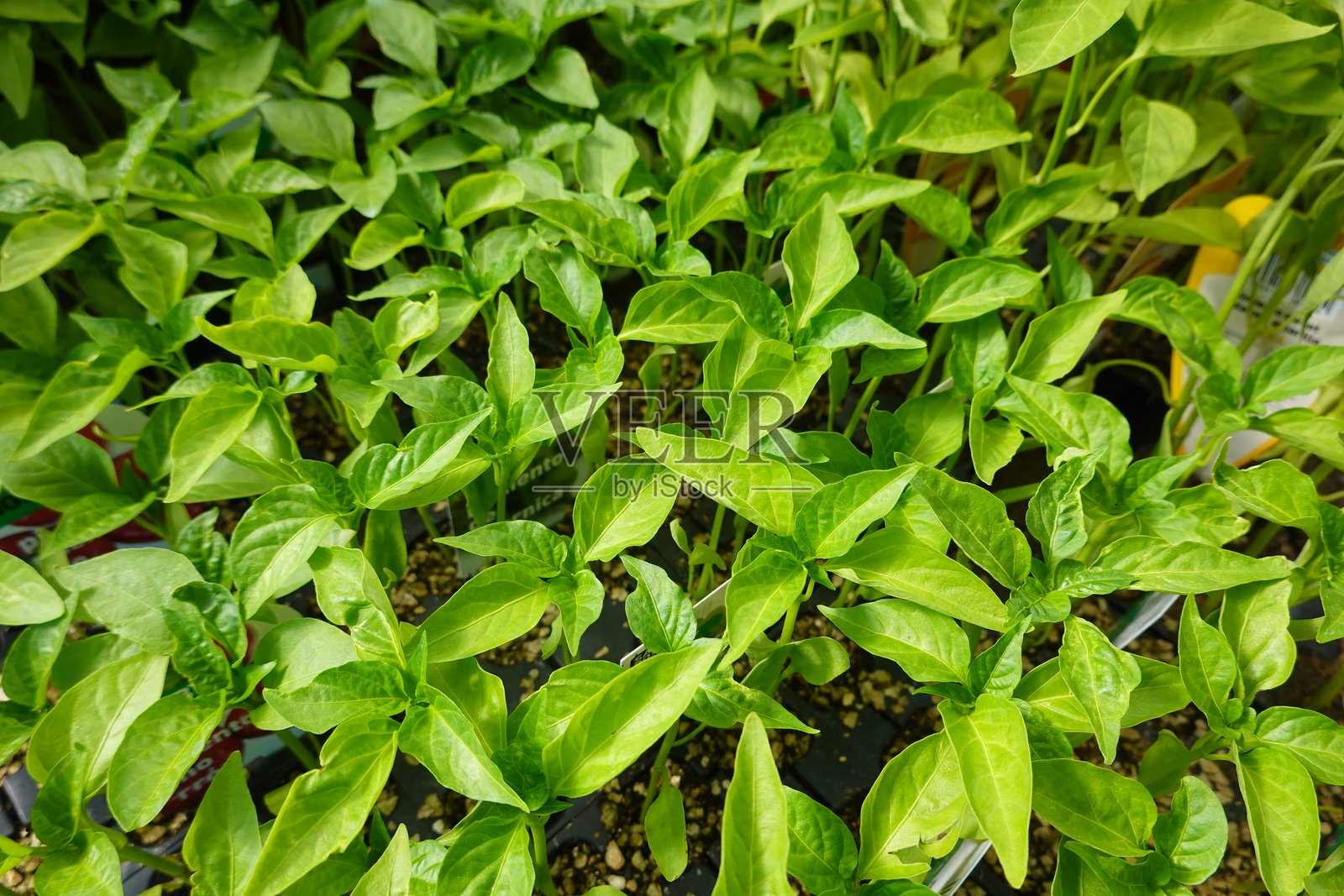 甜椒育苗床。许多幼苗在育苗床中生长，准备移植。照片摄影图片