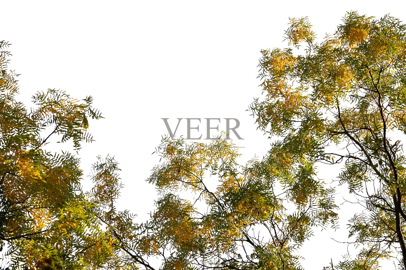 树梢上有黄绿色叶子的孤立白色背景照片摄影图片