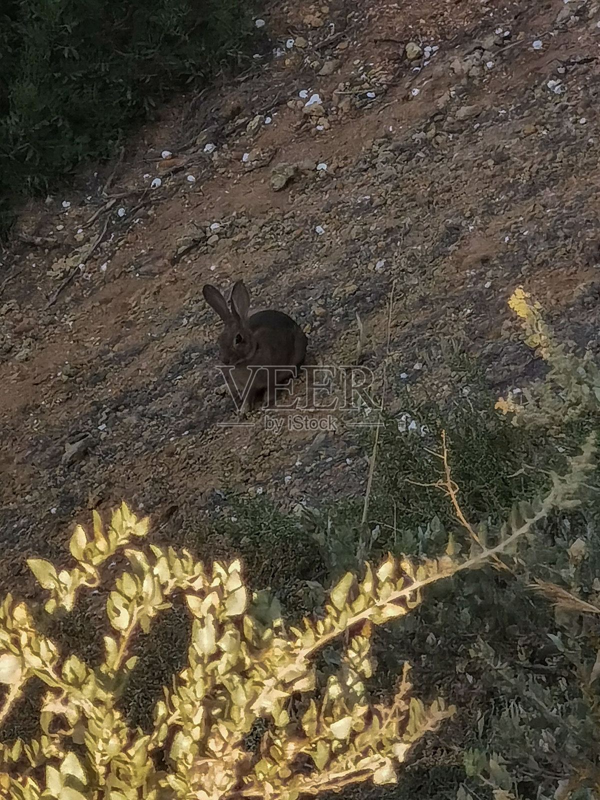 巴兰萨海滩上的田野野兔照片摄影图片