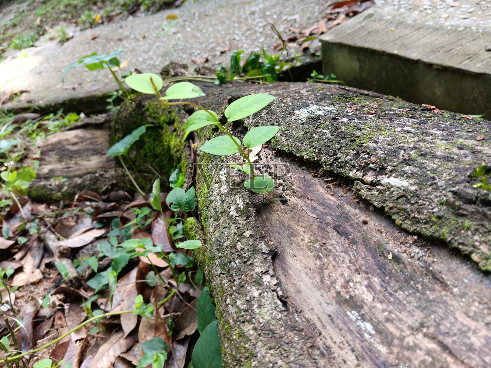 子叶，幼苗的第一对幼叶。照片摄影图片