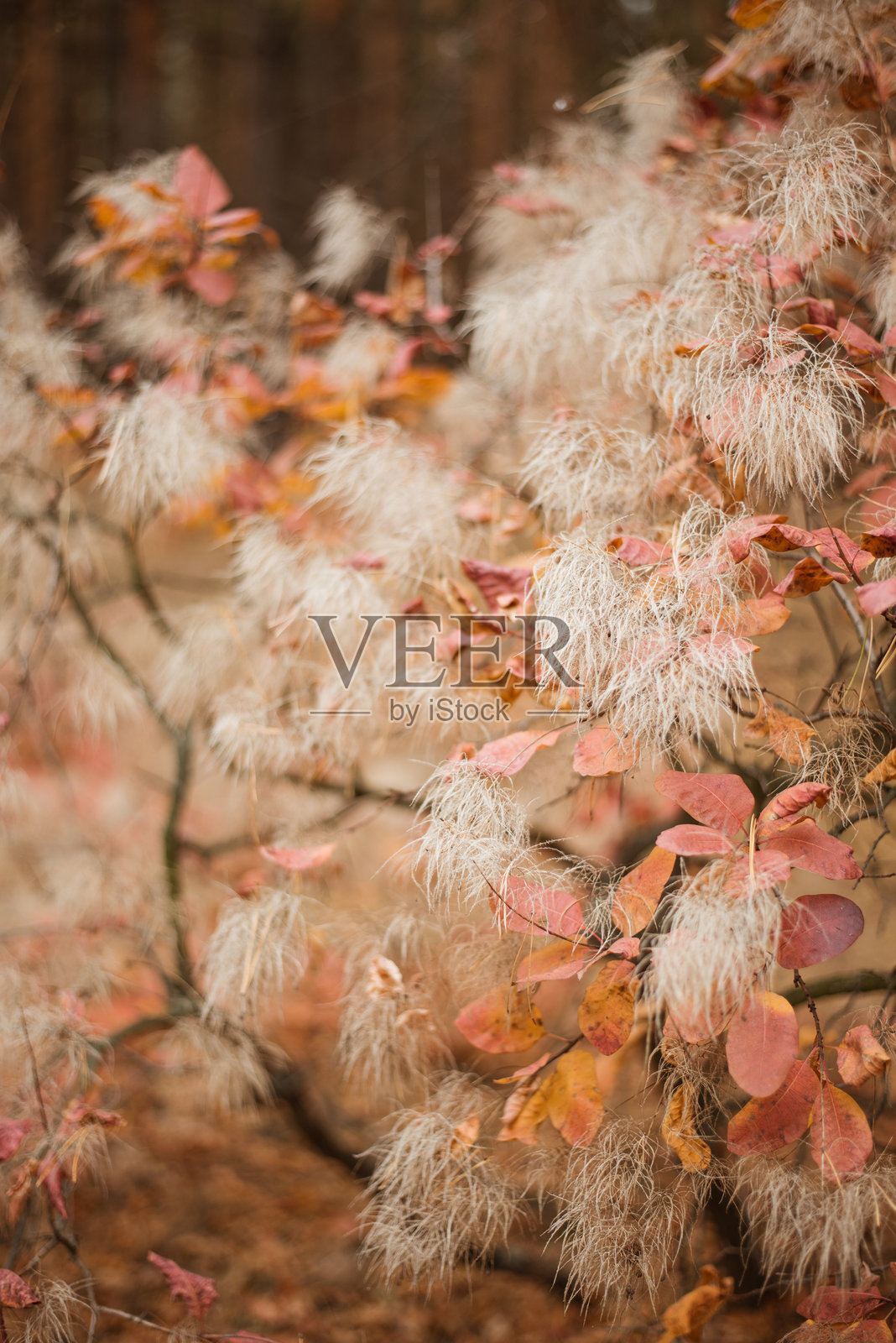 黄色的秋天落叶照片摄影图片