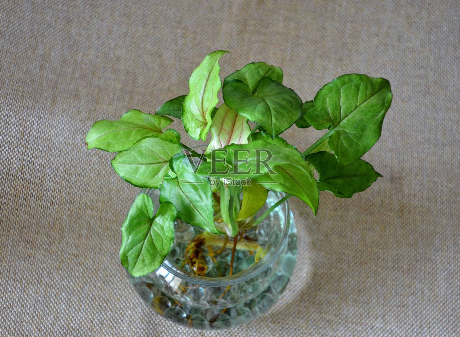 箭头草是一种天南星科植物，常作为室内植物栽培。常见名称包括箭头植物、鹅掌草和箭头菲洛登龙。照片摄影图片