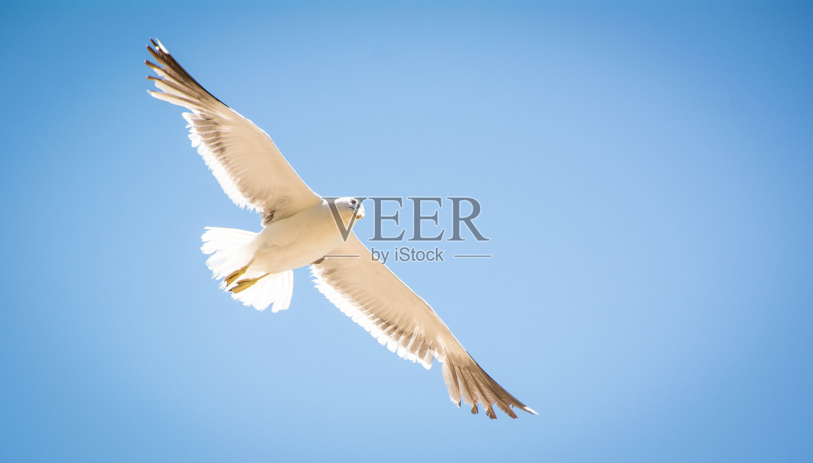 红嘴海鸥照片摄影图片