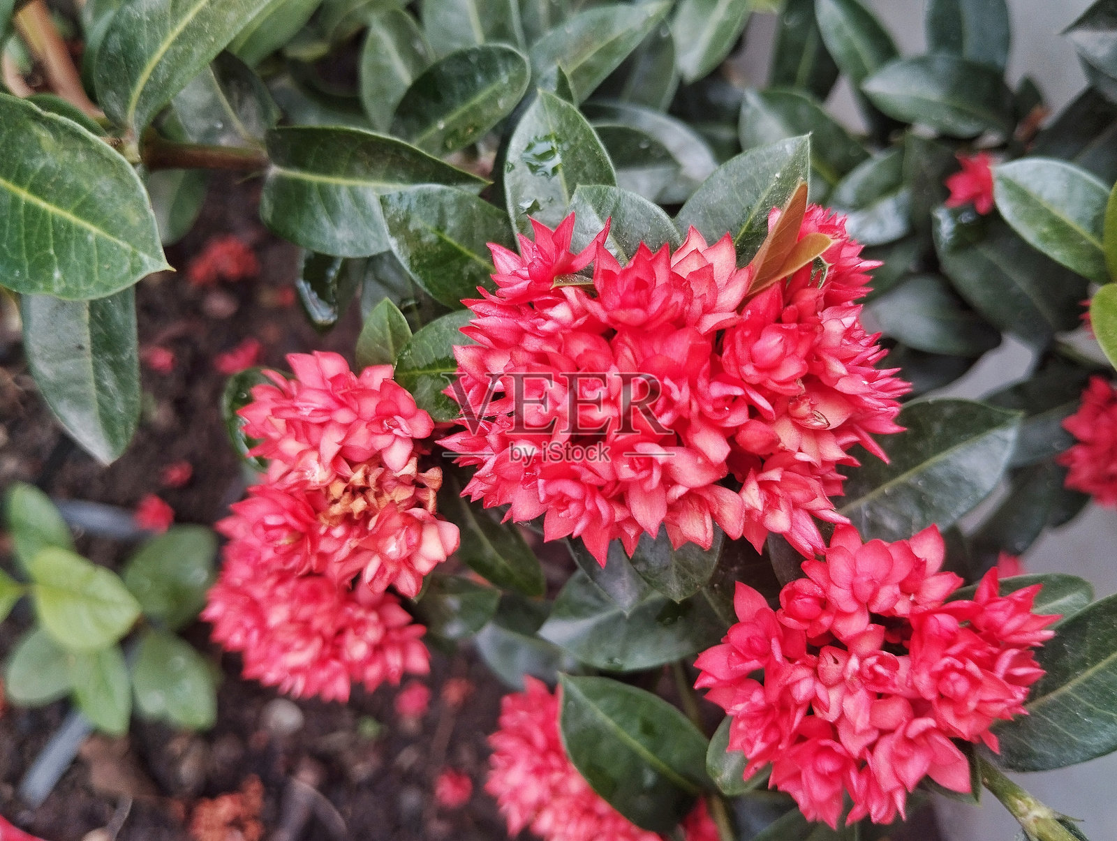 花园中的红色阿梭卡花照片摄影图片