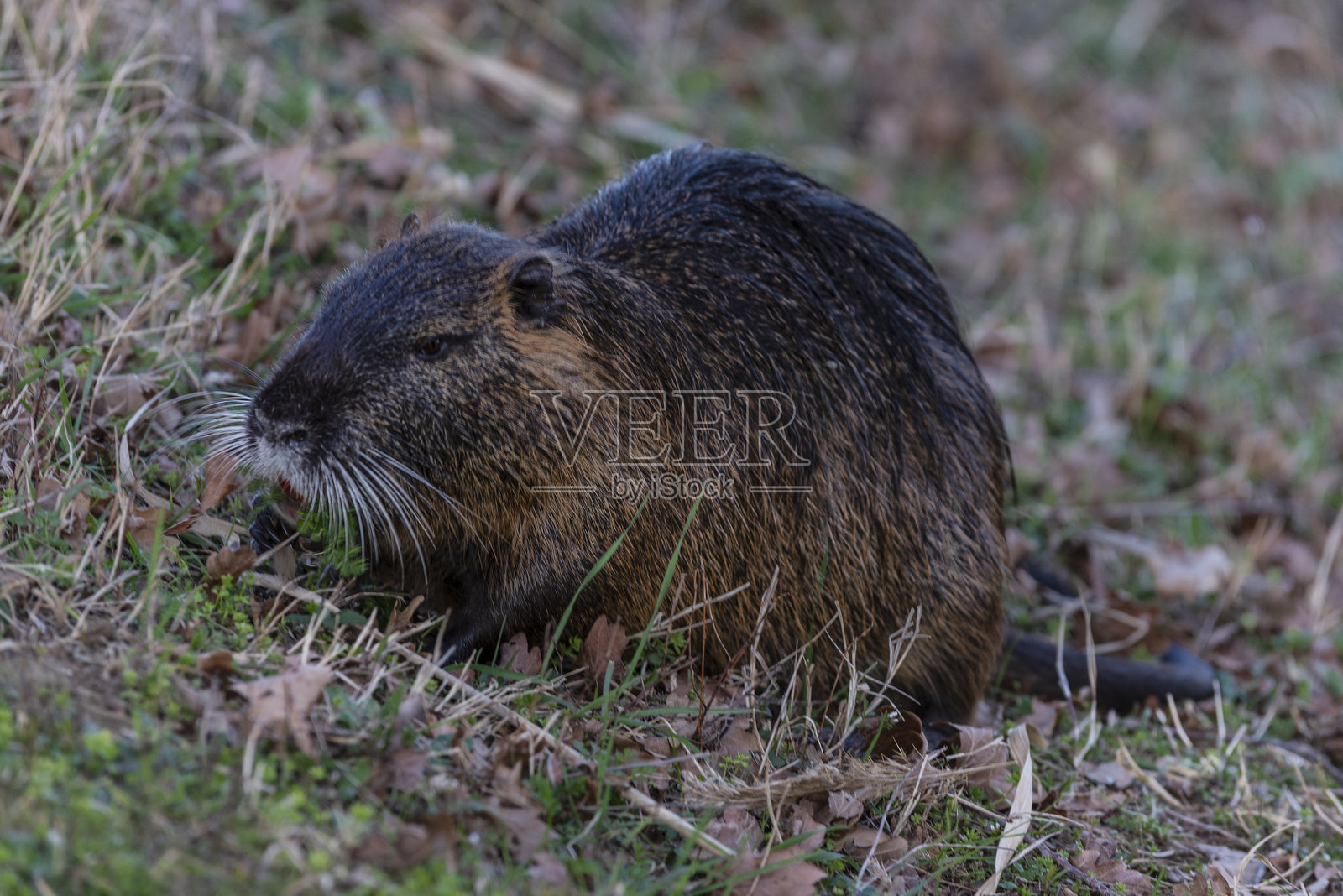 海狸鼠照片摄影图片