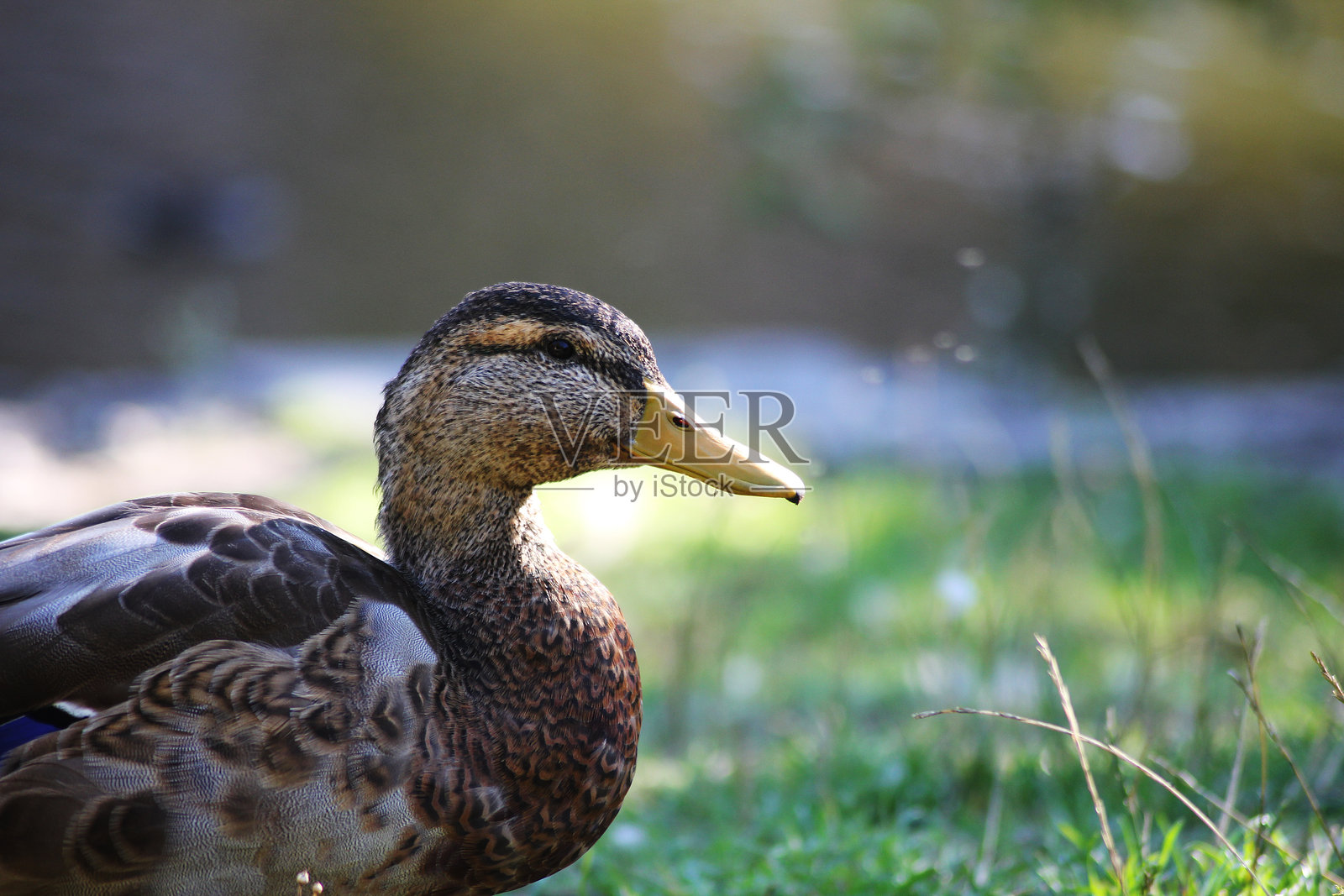 一只野鸭在夏天享受时光照片摄影图片