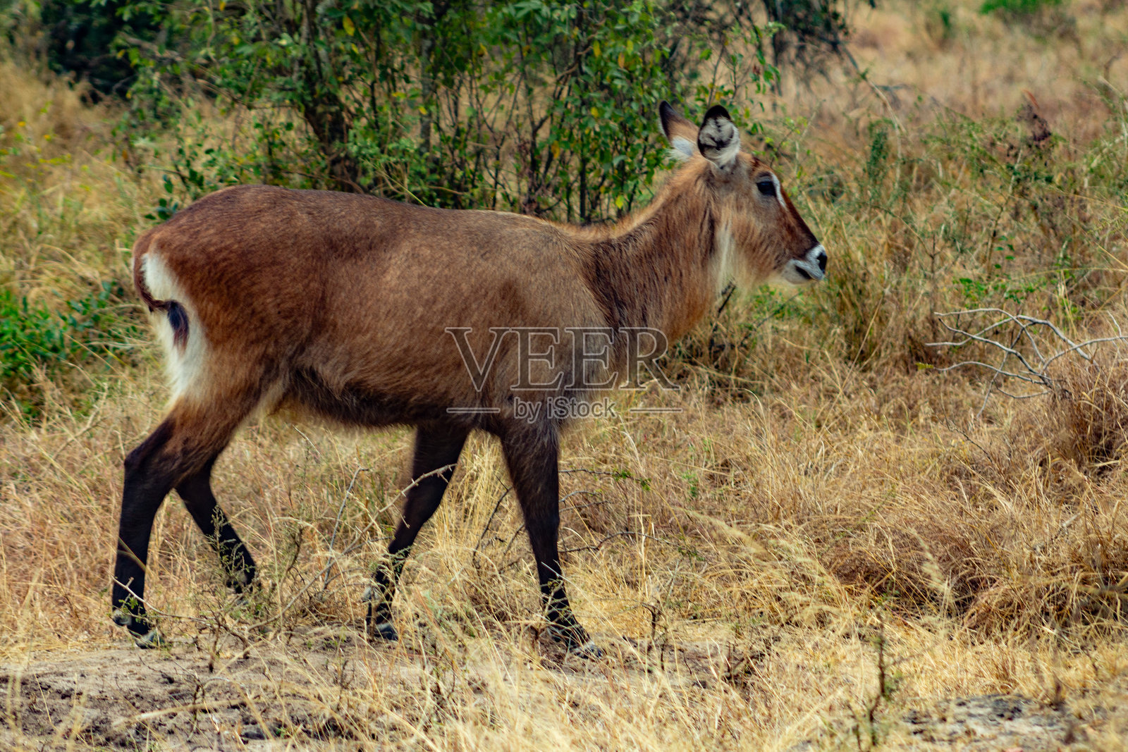 水羚在草原上漫步照片摄影图片