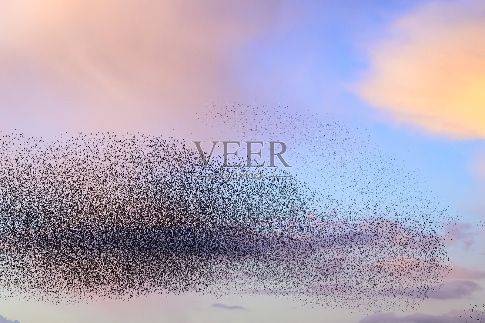 日落时分椋鸟群鸟舞动照片摄影图片