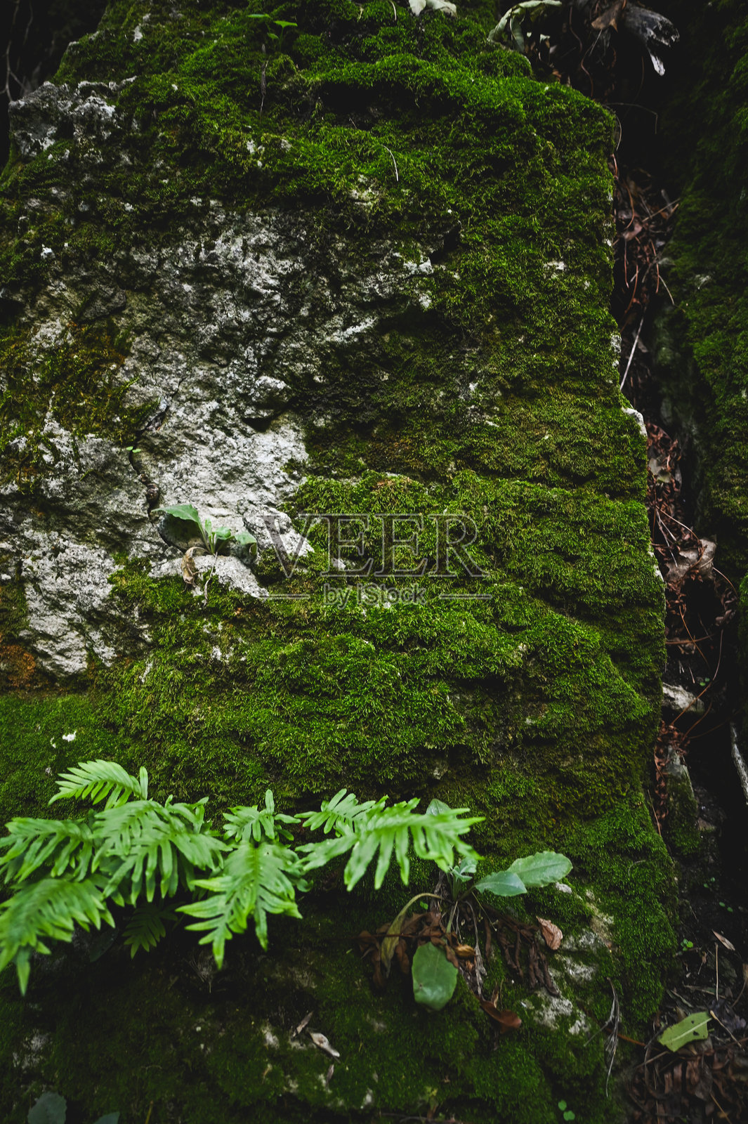 岩石上的绿色苔藓。照片摄影图片