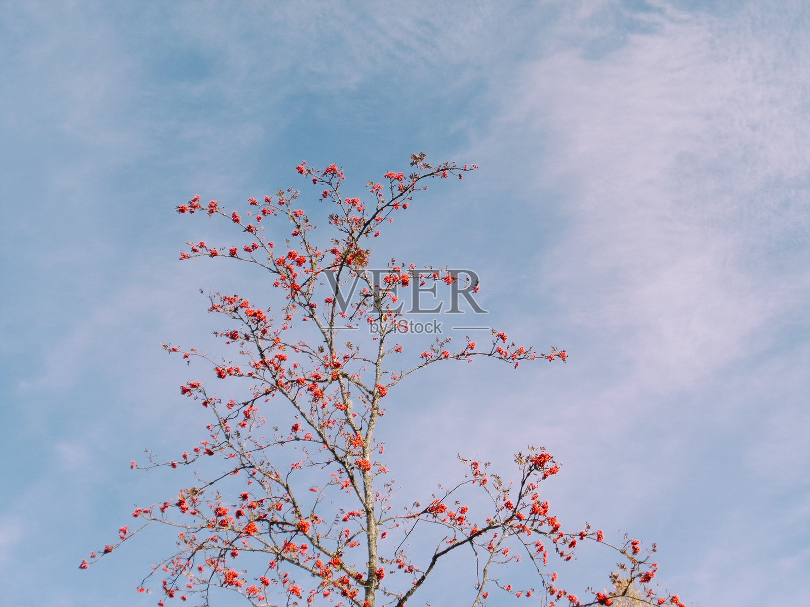 仰视开花植物与天空的景象照片摄影图片