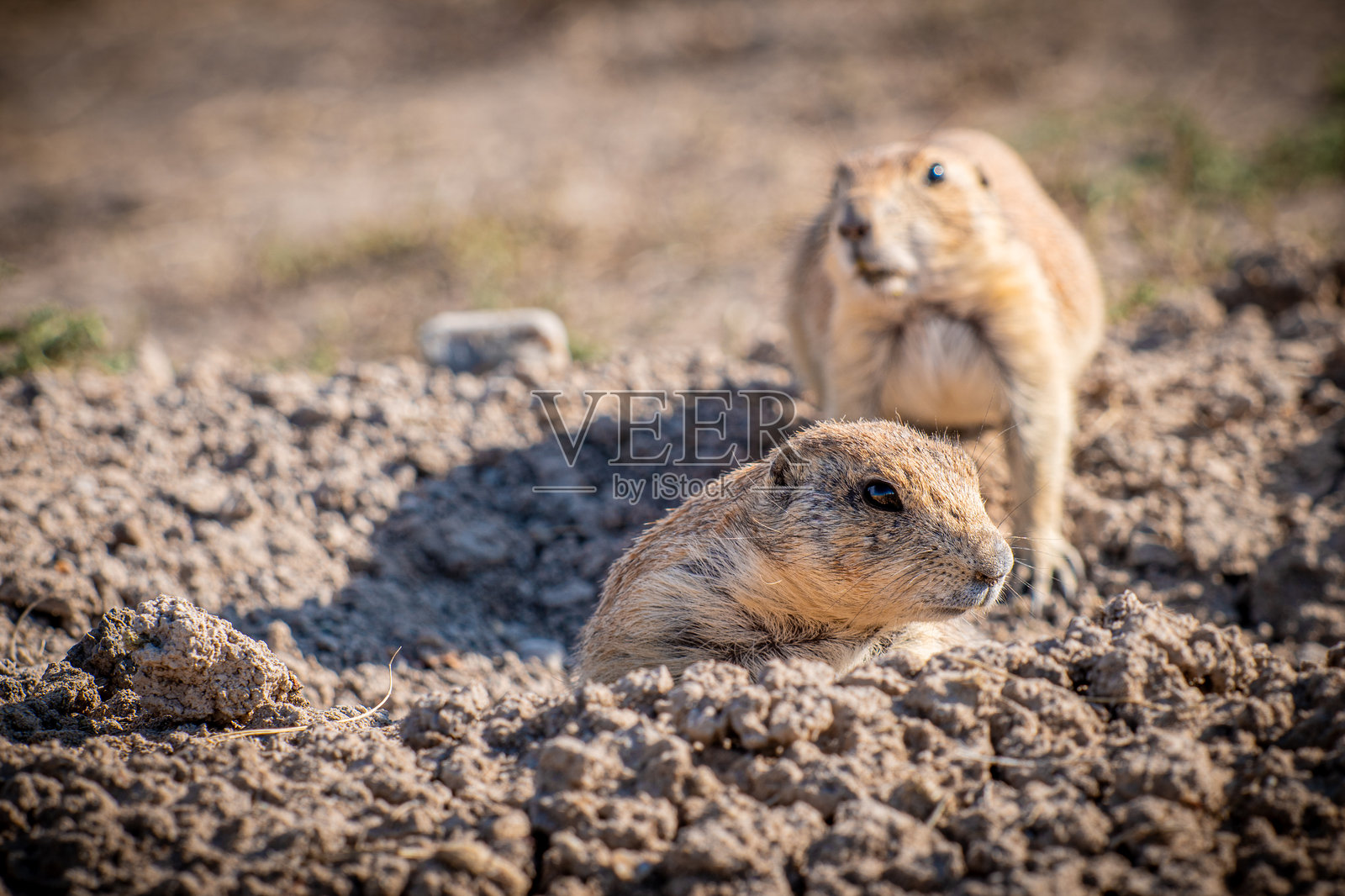两只草原犬鼠好奇地从土洞里探出头来。照片摄影图片