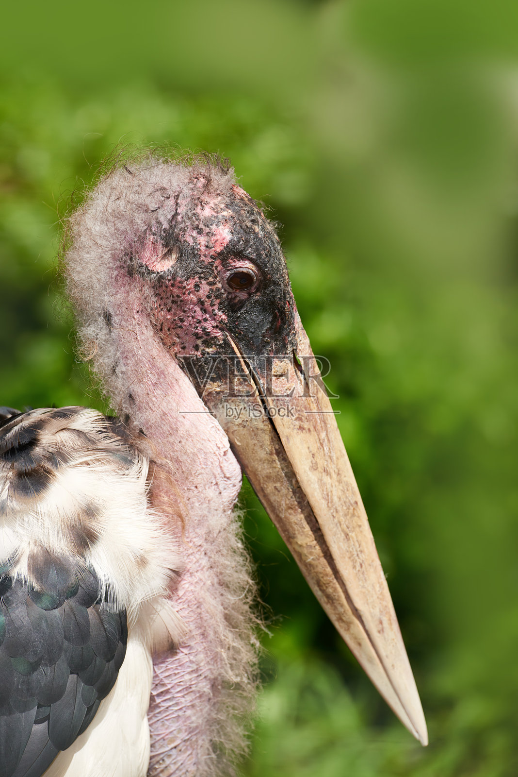 秃鹳 - Leptoptilos crumeniferus照片摄影图片