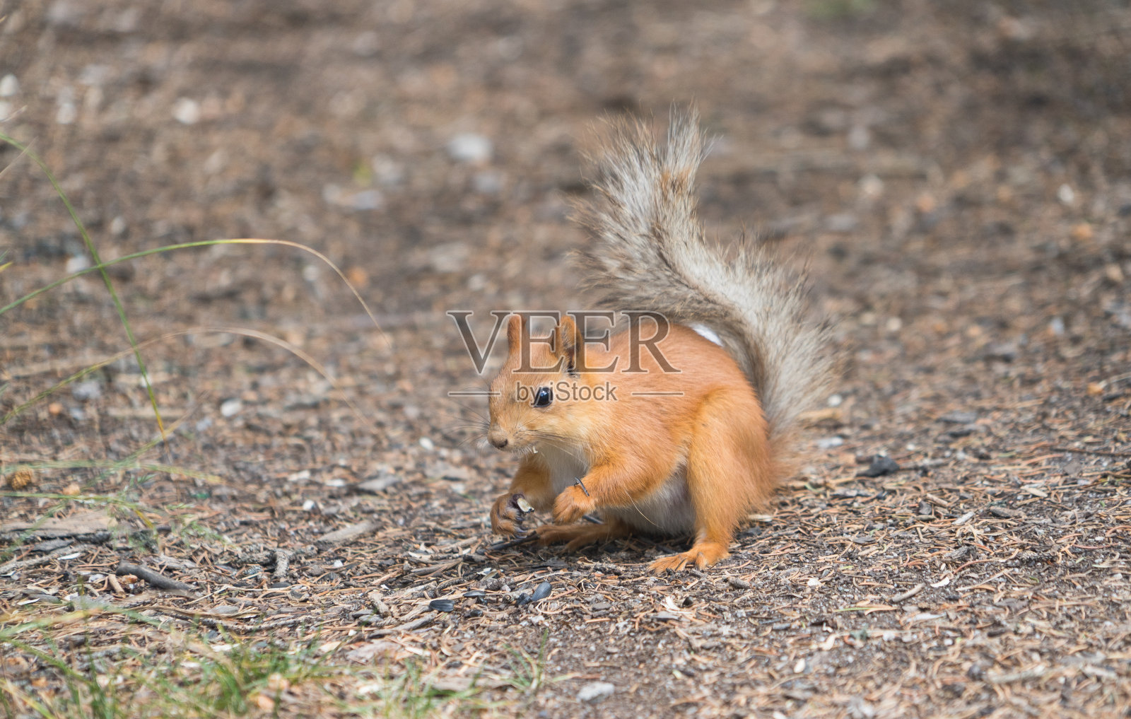红松鼠照片摄影图片