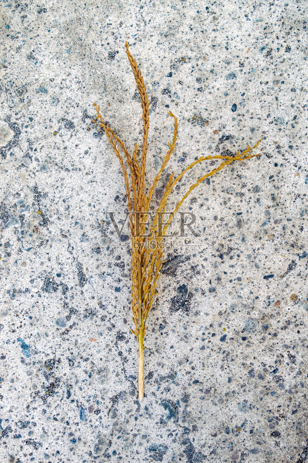 一株干燥的稻谷植物特写，置于有纹理的混凝土表面，展示了谷粒的细致纹理以及自然与人造元素之间的对比。照片摄影图片