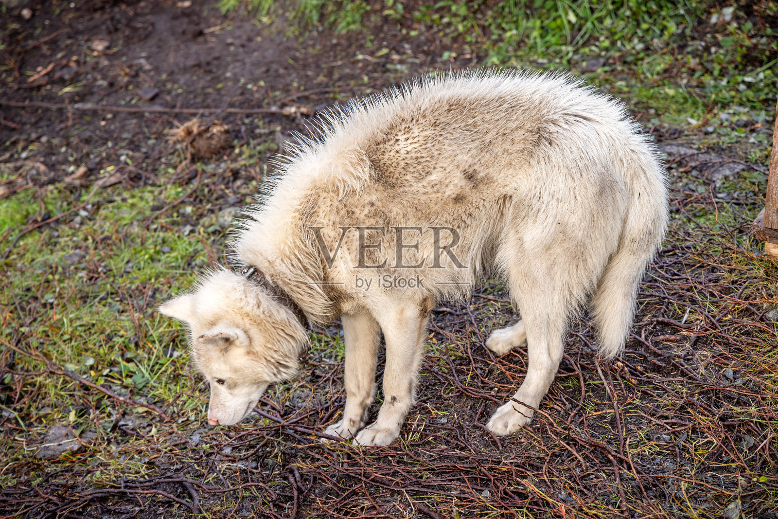 夏季被锁链束缚的雪橇犬照片摄影图片