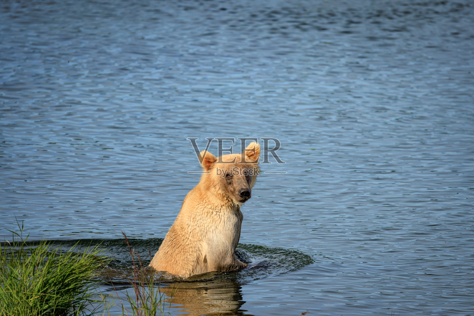 熊在水中静静地享受片刻照片摄影图片