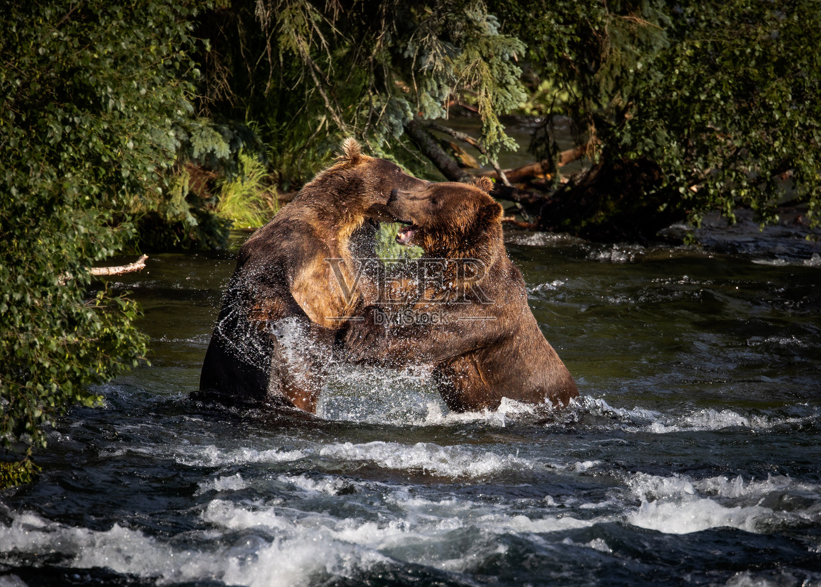 海岸棕熊的水花对决照片摄影图片