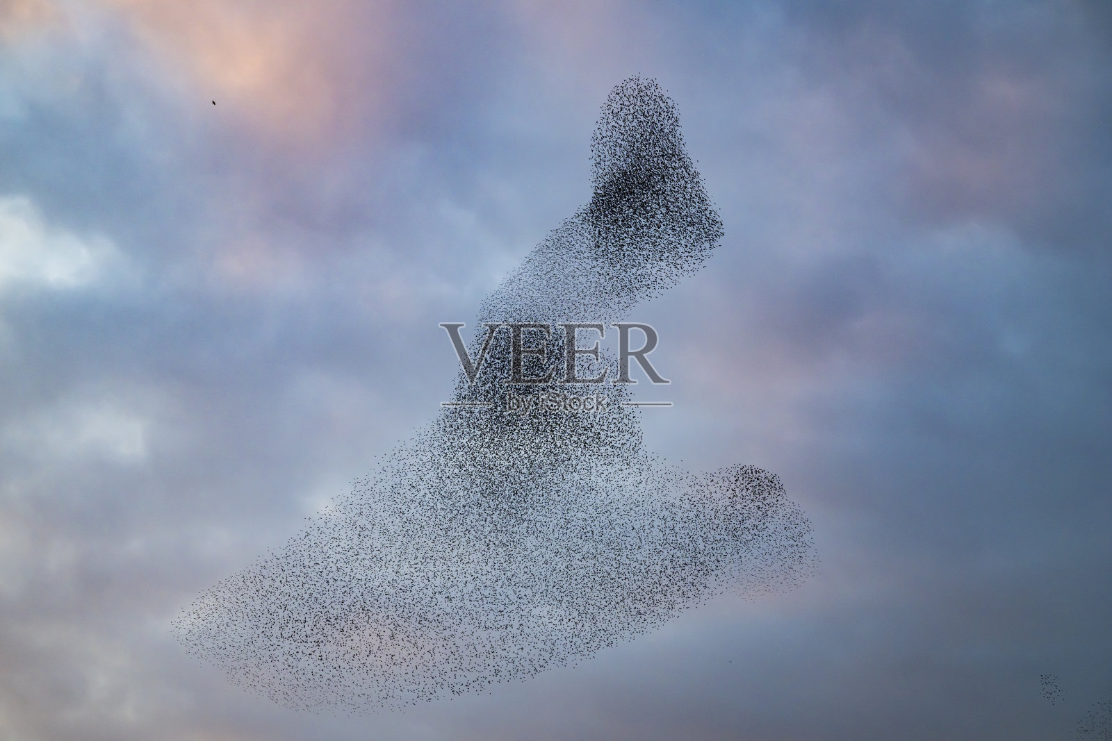 黄昏时分，星鸦在一天结束时的聚集飞舞照片摄影图片