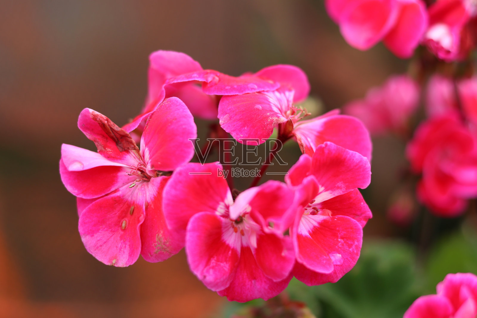 粉色天竺葵花瓣照片摄影图片