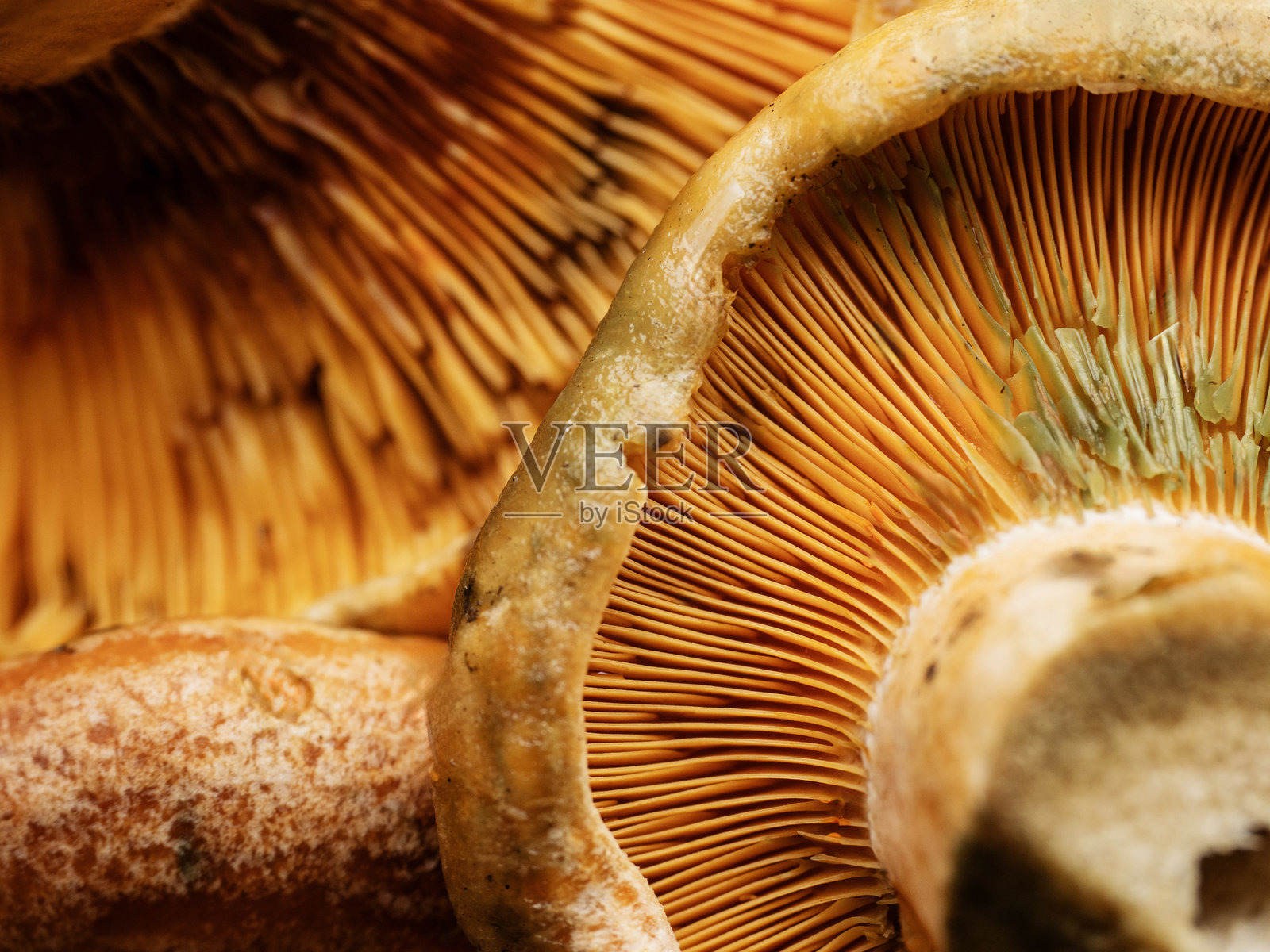 蘑菇。新鲜清洗过的蘑菇，刚在松林中采摘。红松蘑菇，背景为白色。美味乳菇。藏红花奶盖蘑菇。Kanlica mantarı。照片摄影图片