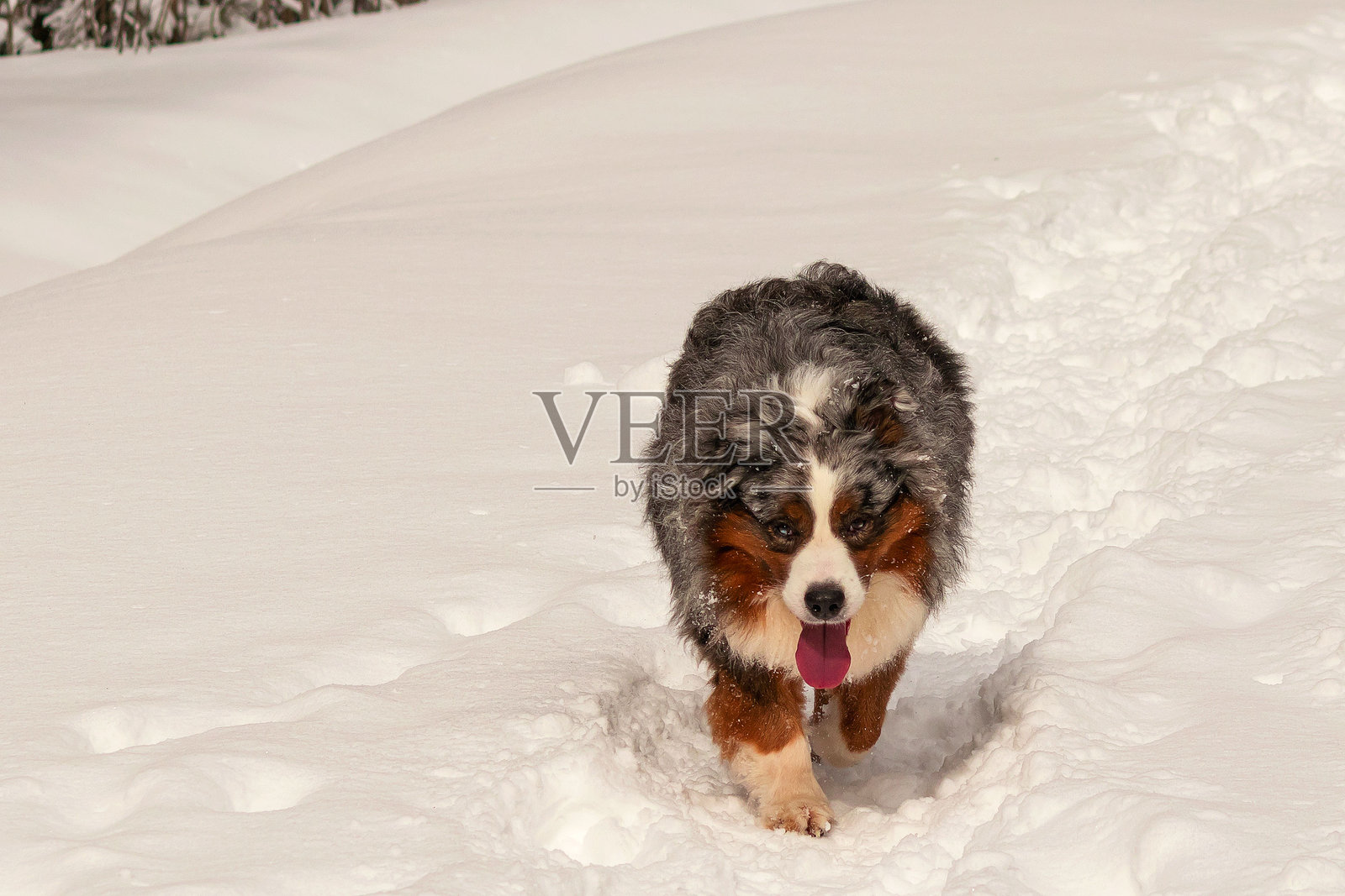 一只澳大利亚牧羊犬在冬季散步时沿着雪-covered小径奔跑。照片摄影图片