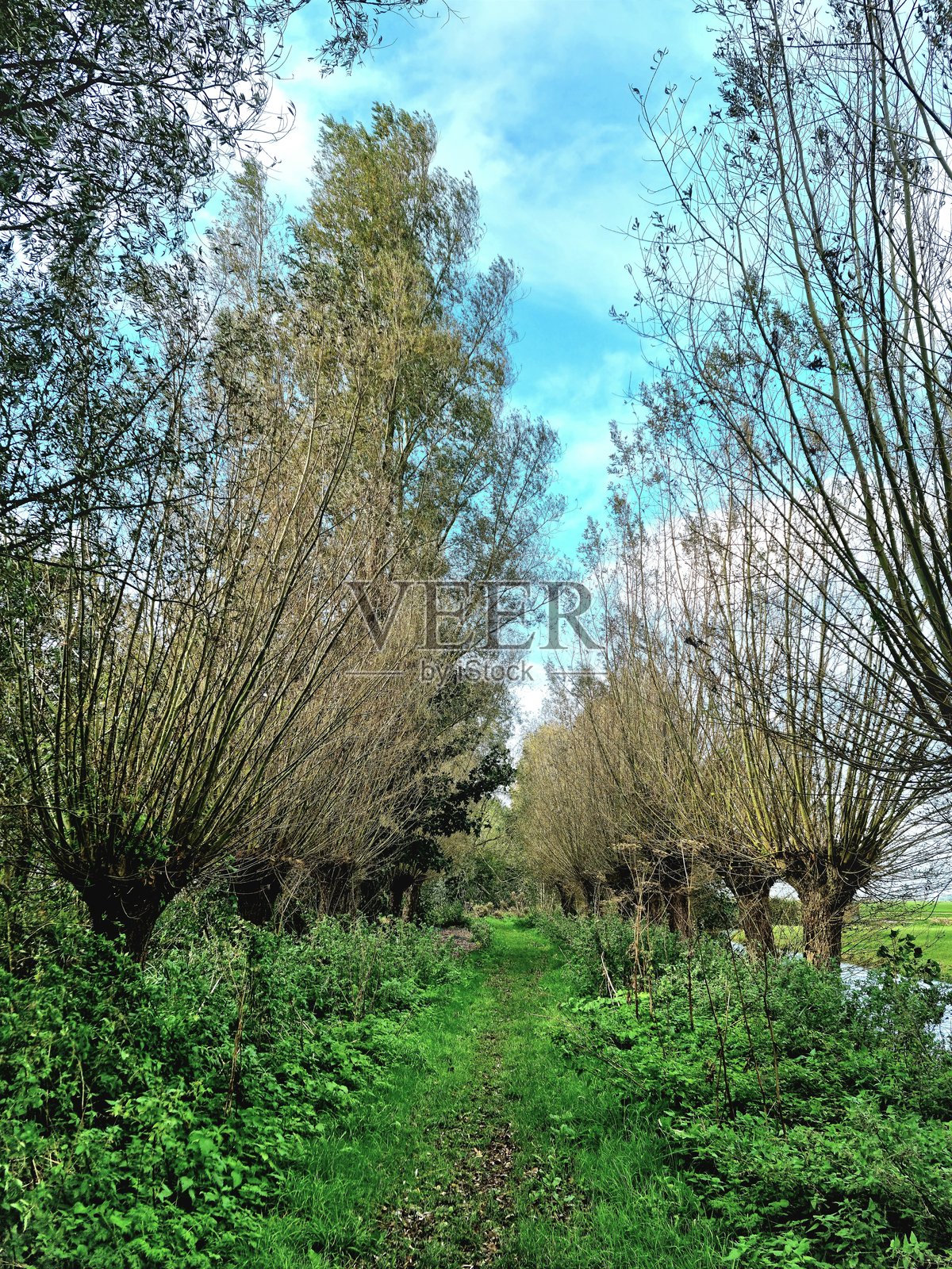 荷兰格罗内哈特自然保护区的秋天照片摄影图片