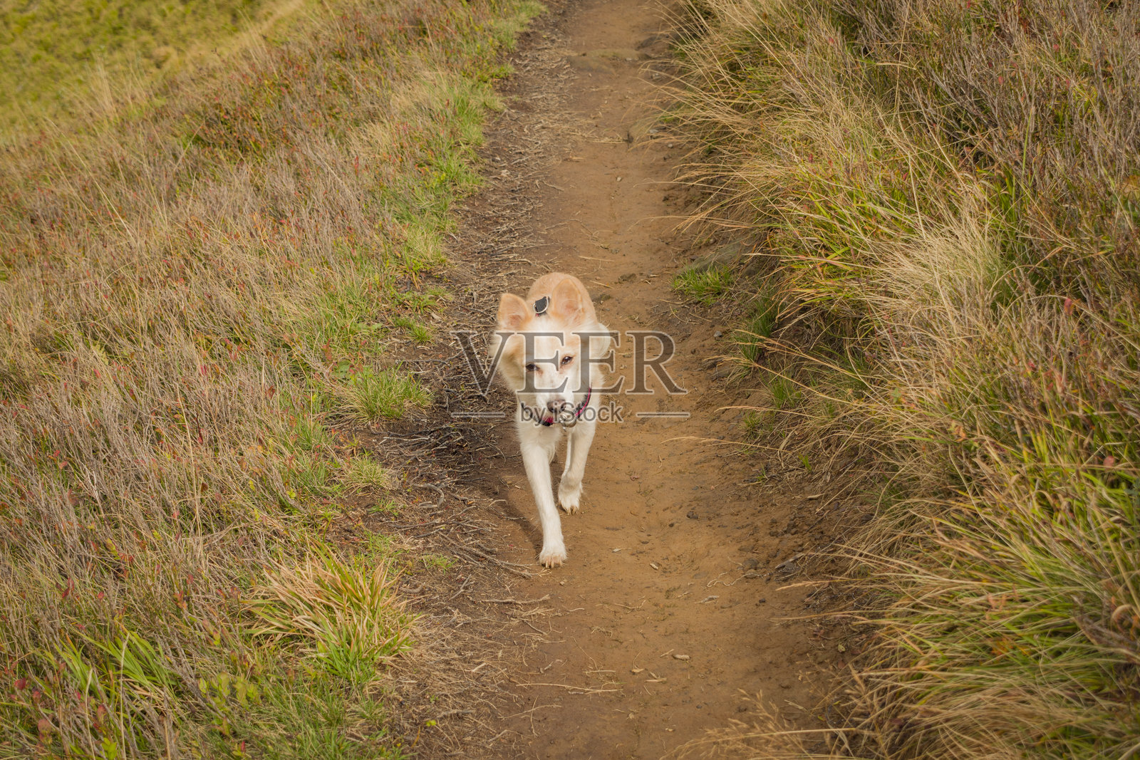 秋天山间小路上的小狗照片摄影图片
