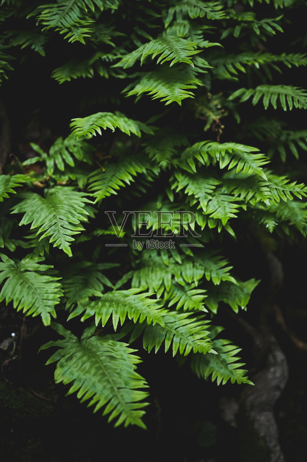蕨类植物背景特写。照片摄影图片