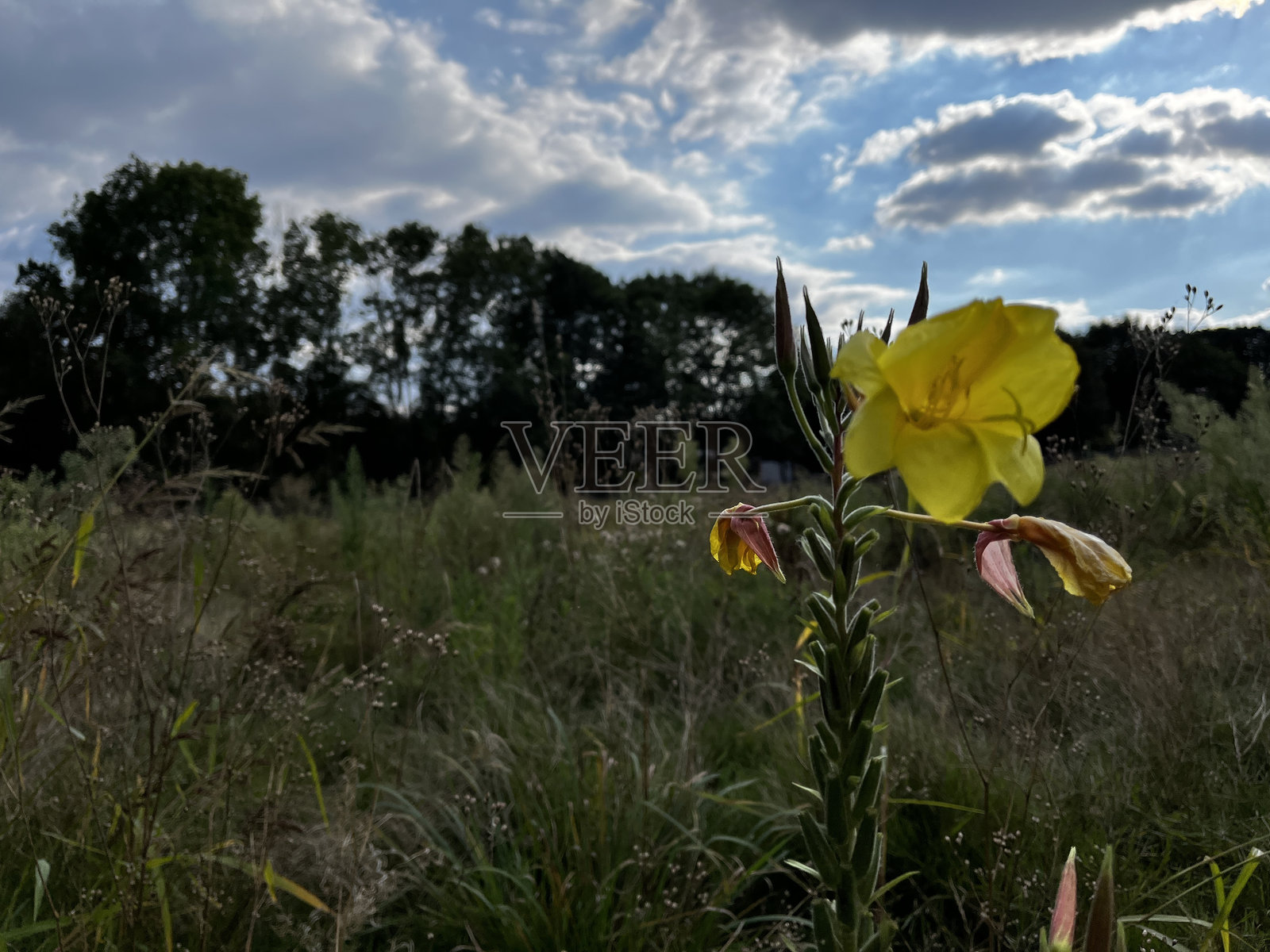 美丽的黄色花朵在野花草甸的边缘照片摄影图片