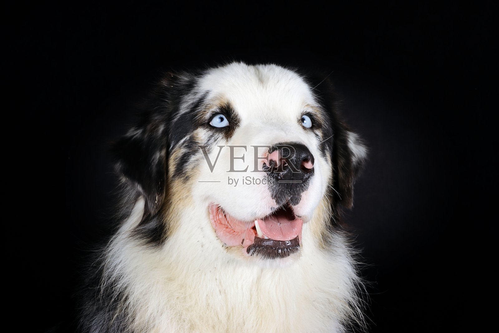 蓝眼睛的狗照片摄影图片