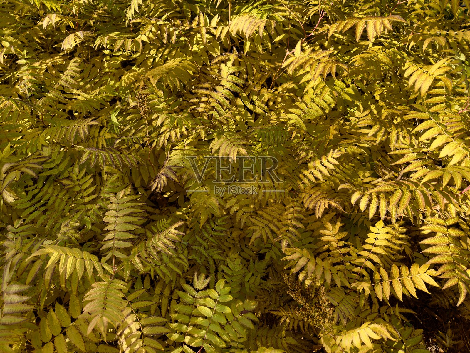 深秋时节的金黄色皇室蕨叶照片摄影图片