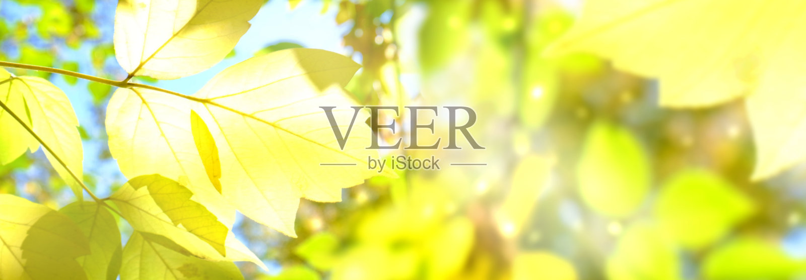 秋季横幅，阳光洒在树叶上。梦幻般的秋季自然，黄色的树叶和柔和模糊的阳光。氛围感。照片摄影图片