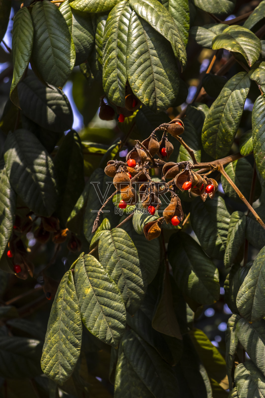 Ormosia arborea照片摄影图片