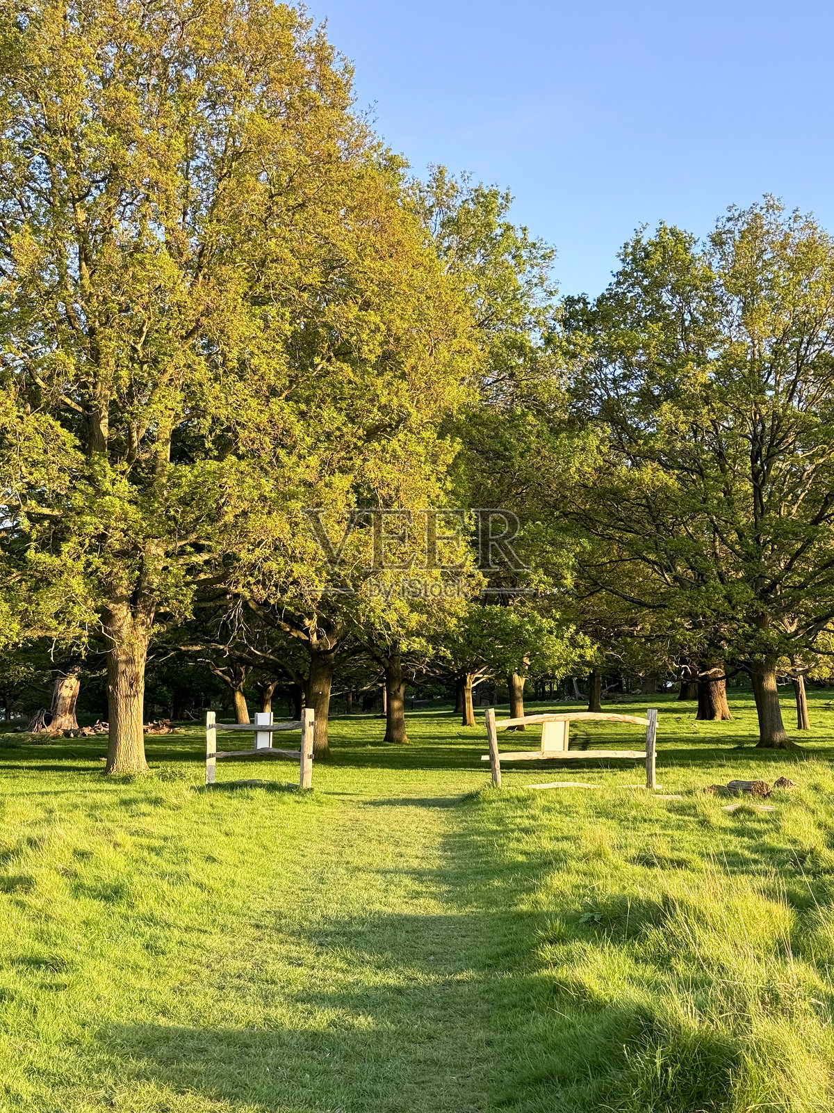 夏季步道/修剪的小路在生机勃勃的公园草地上，郁郁葱葱的草坪，高大的树木照片摄影图片