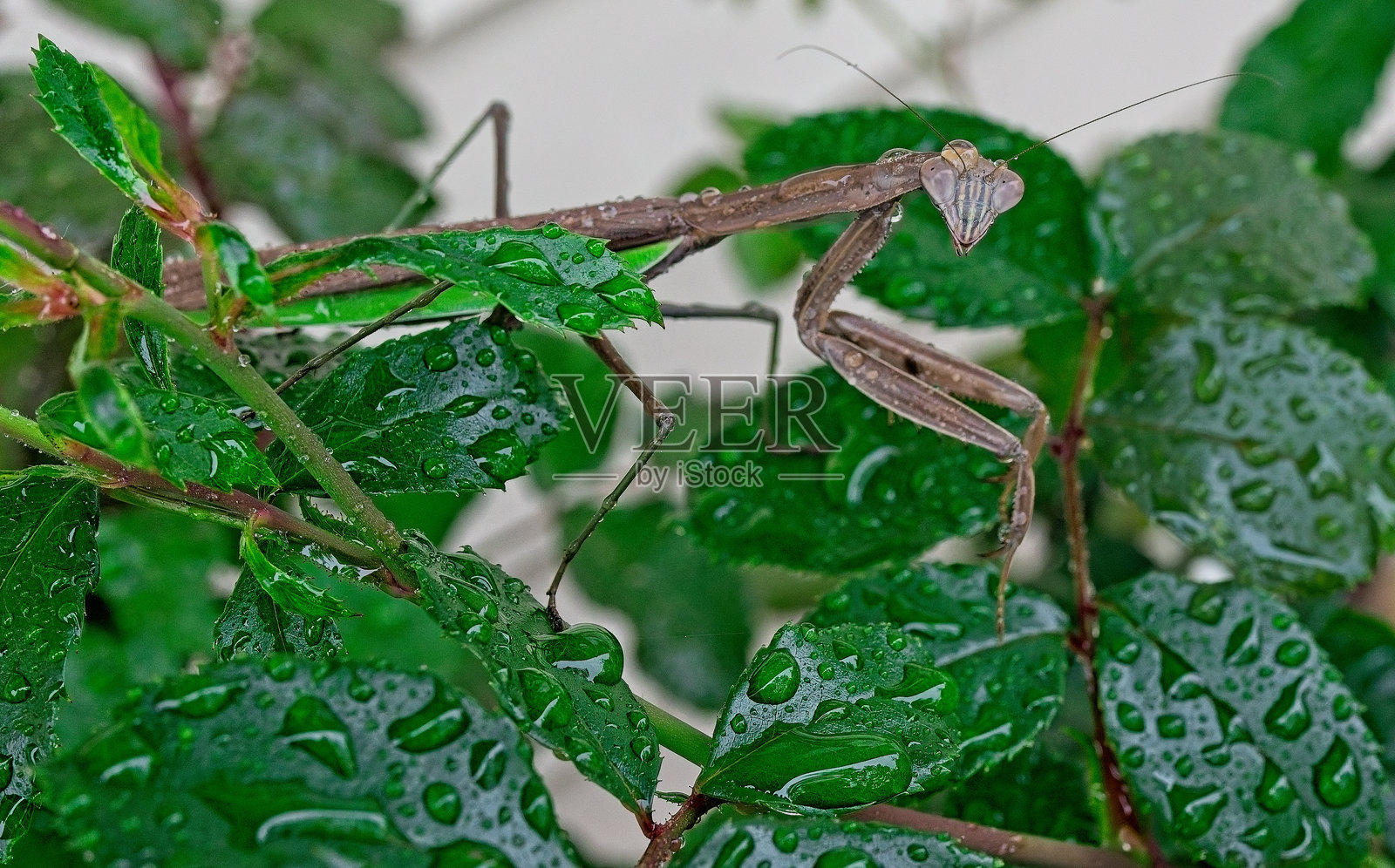 螳螂照片摄影图片