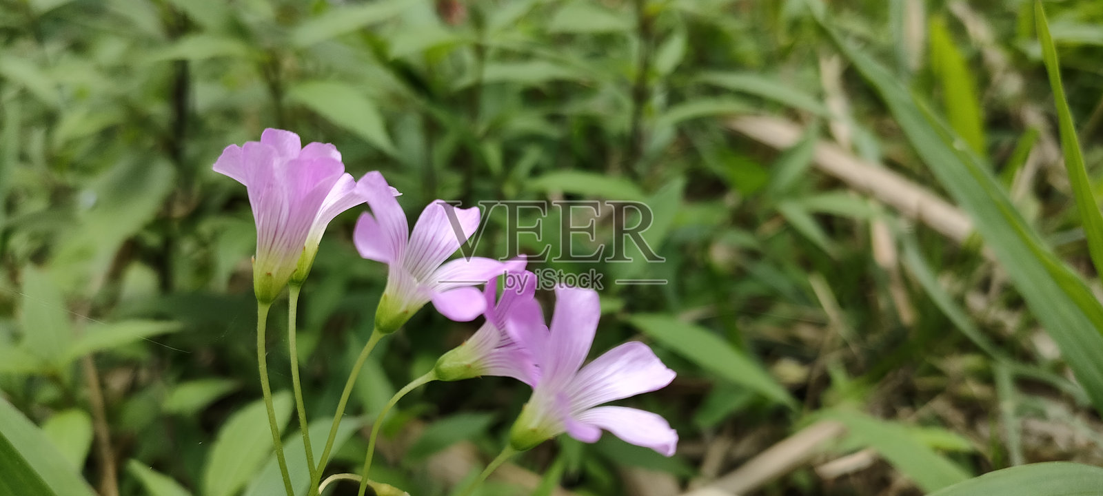 弱苣苔花照片摄影图片