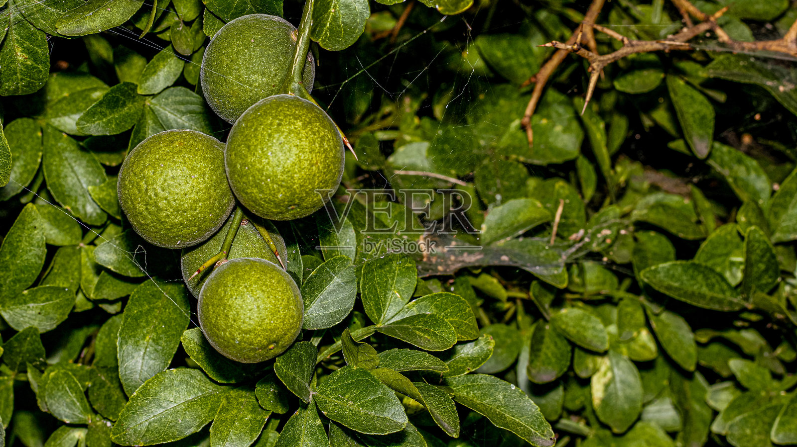 树上的绿色橙子照片摄影图片