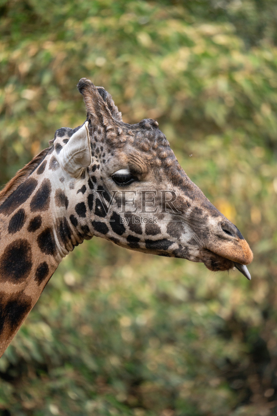一只脖子很长、眼睛很大的长颈鹿，眼睛上有一条长长的黑色眼线。照片摄影图片