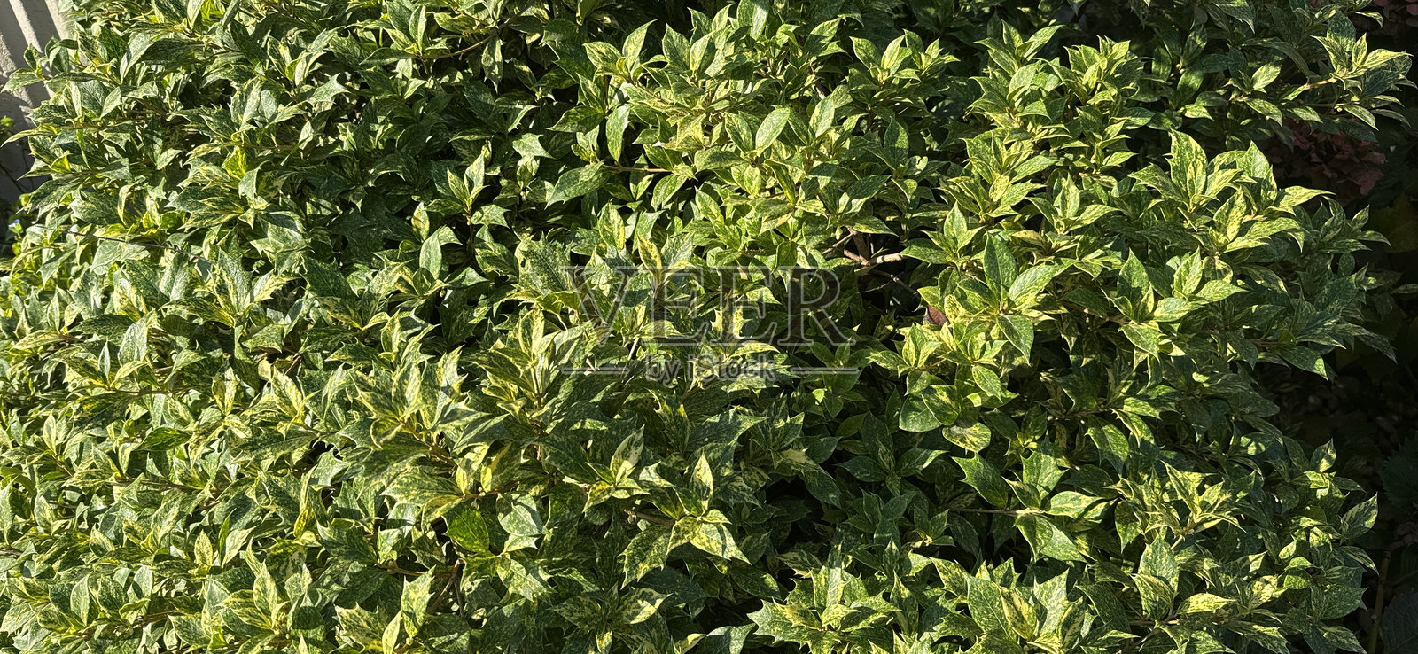 白刺梅照片摄影图片