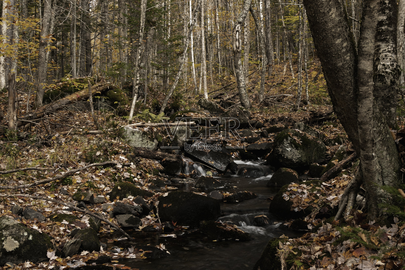 布鲁克在佛蒙特州东北部的苔藓覆盖的岩石上翻滚，正值秋叶最佳观赏期后不久。照片摄影图片