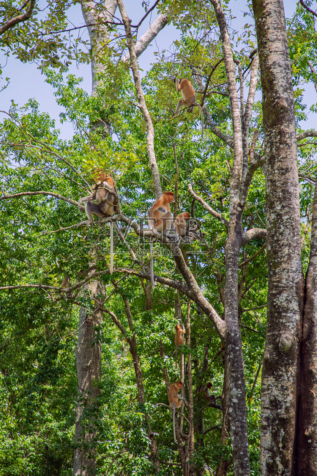 红毛猩猩猴（Nasalis larvatus）在红树林雨林中照片摄影图片