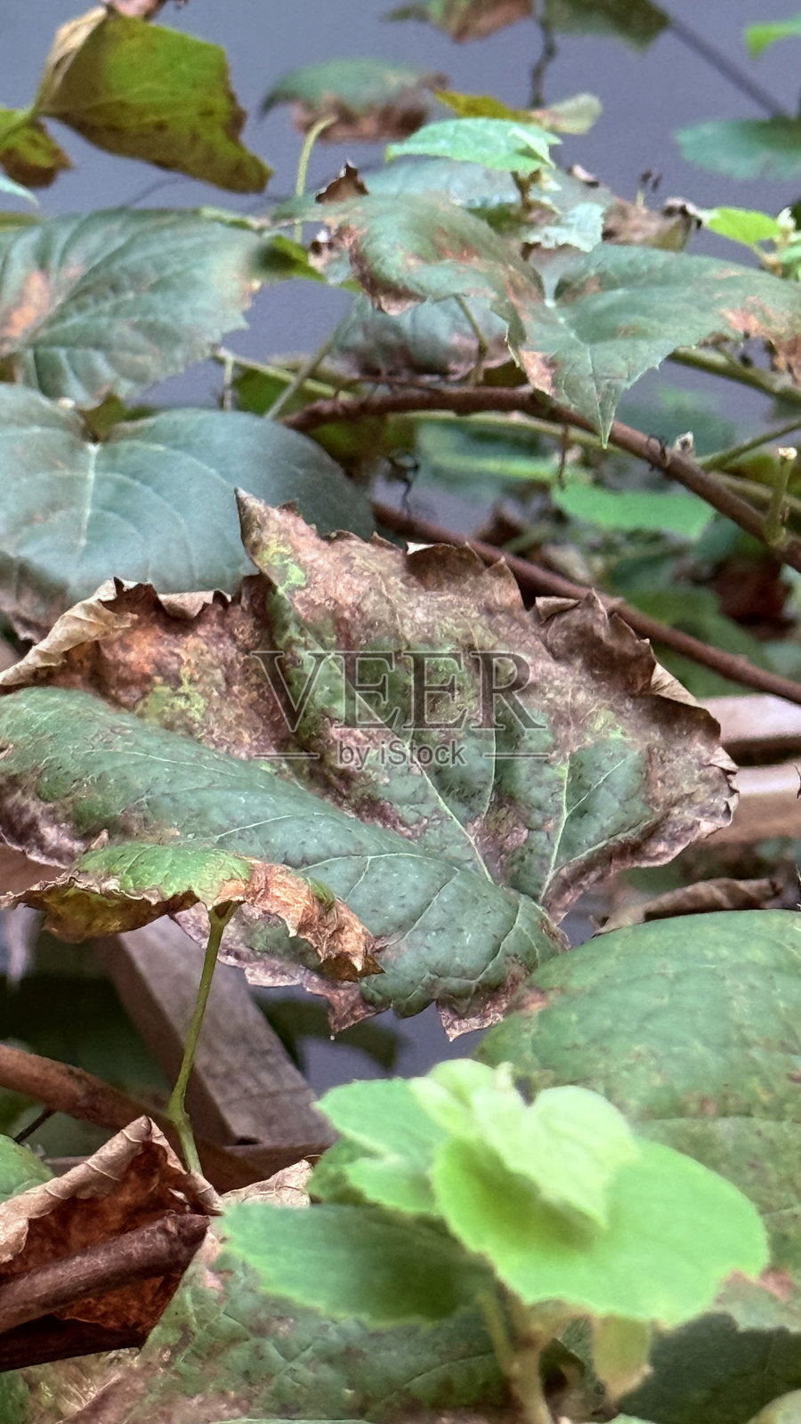 受损的棕色葡萄叶照片摄影图片